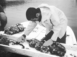 IMAGE: A University of New Hampshire graduate student prepares to plant oyster seed for an oyster aquaculture project involving fishermen and researchers.