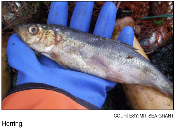 Herring