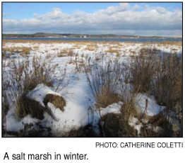 a salt marsh in winter