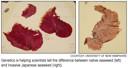 telling the difference between seaweed