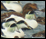 ducks