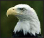 Where Eagles Fly